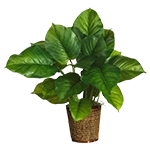 Fiori, piante e alberi