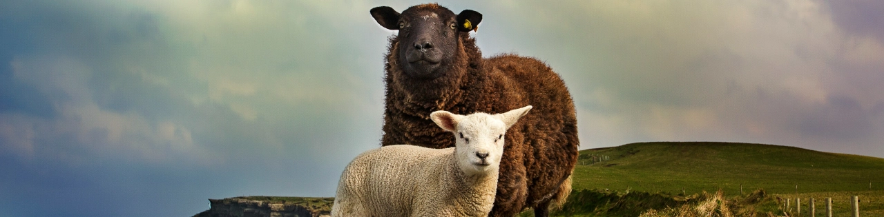 10 marchi irlandesi di abbigliamento che creano moda sostenibile